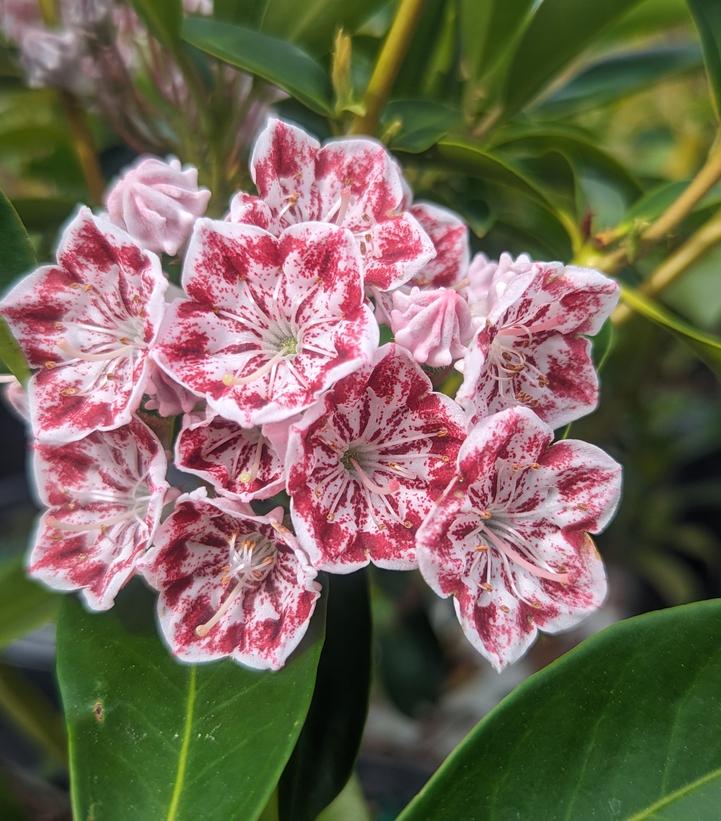 KALMIA LATIFOLIA `CAROUSEL`