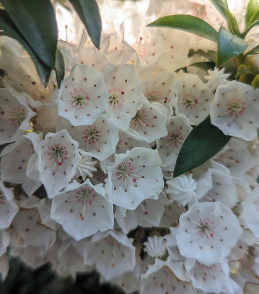 KALMIA LATIFOLIA `ELF`