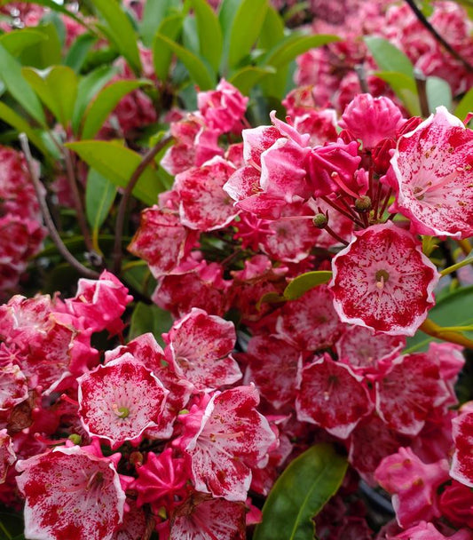 KALMIA LATIFOLIA `KALEIDOSCOPE`