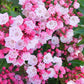 KALMIA LATIFOLIA `NATHAN HALE`