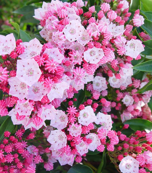 KALMIA LATIFOLIA `NATHAN HALE`