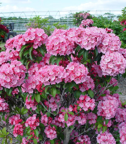 KALMIA LATIFOLIA `PINK GLOBE`