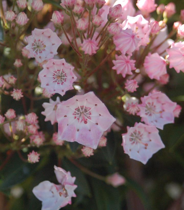 KALMIA LATIFOLIA `TINKERBELL`