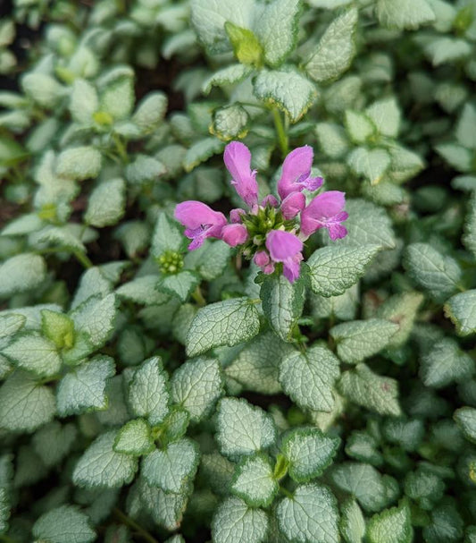 LAMIUM MACULATA `RED NANCY`