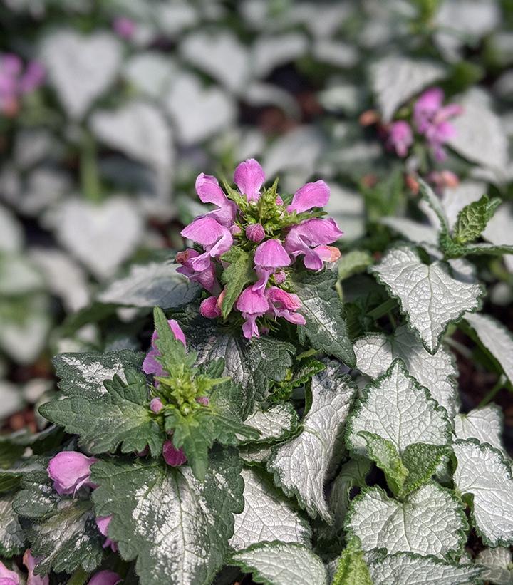 LAMIUM MACULATUM `PINK CHABLIS`