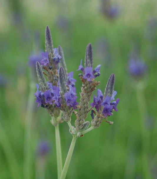 LAVANDULA PINNATA - FERNLEAF LAVENDER