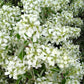 AMELANCHIER CANADENSIS - CLUMP