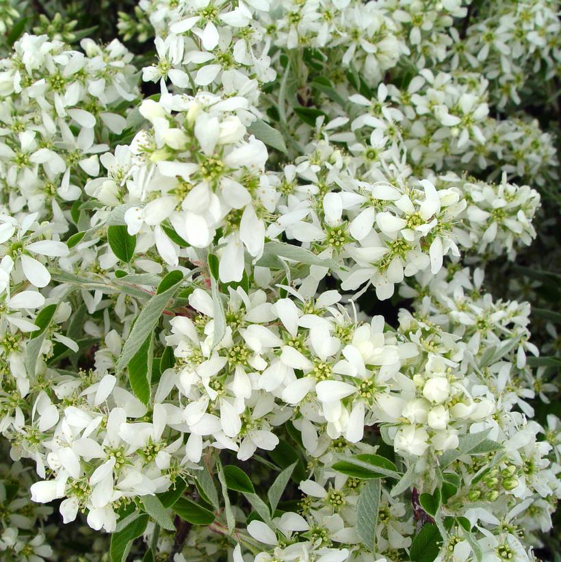 AMELANCHIER CANADENSIS - CLUMP