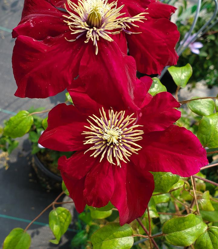 CLEMATIS `CHARMAINE`