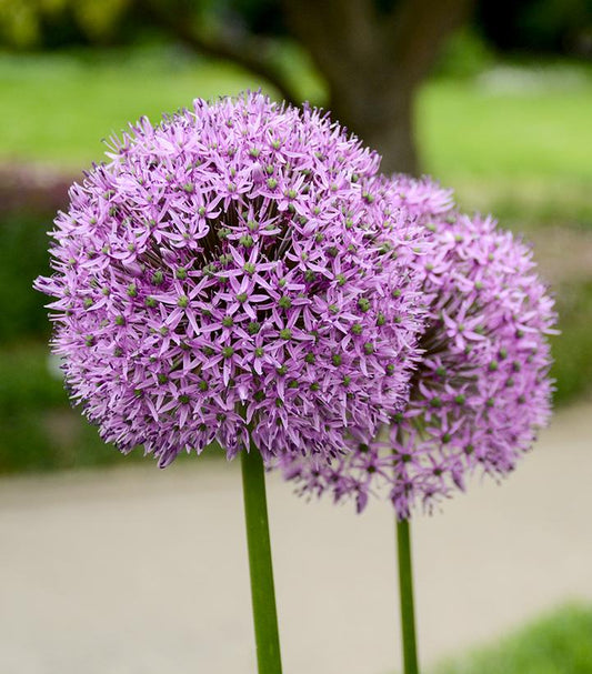ALLIUM CHRISTOPHII