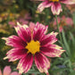 COREOPSIS LI`L BANG `STARLIGHT`