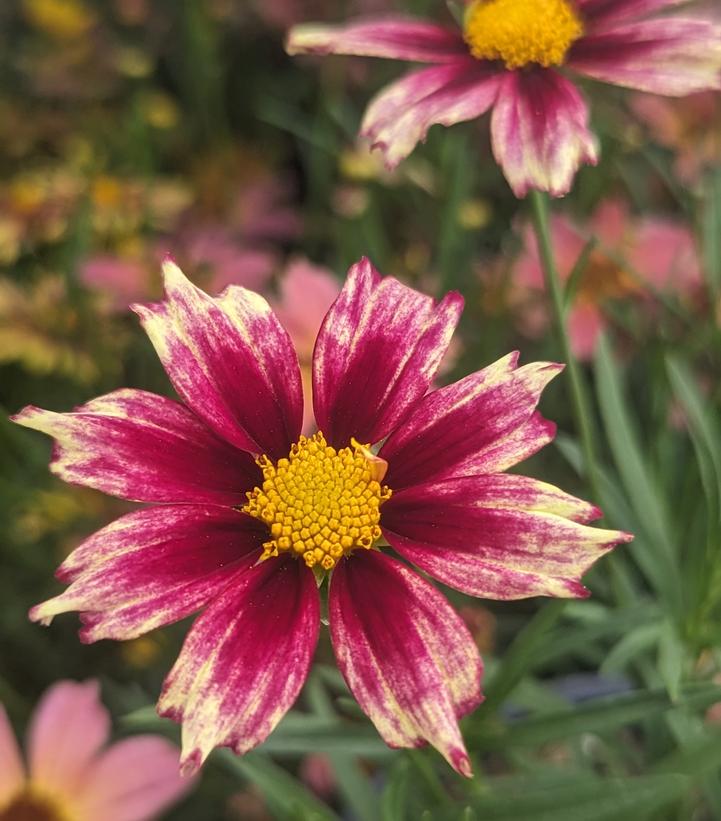 COREOPSIS LI`L BANG `STARLIGHT`