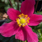 ANEMONE FANTASY `RED RIDING HOOD`