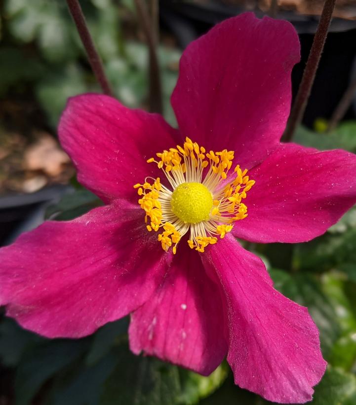 ANEMONE FANTASY `RED RIDING HOOD`