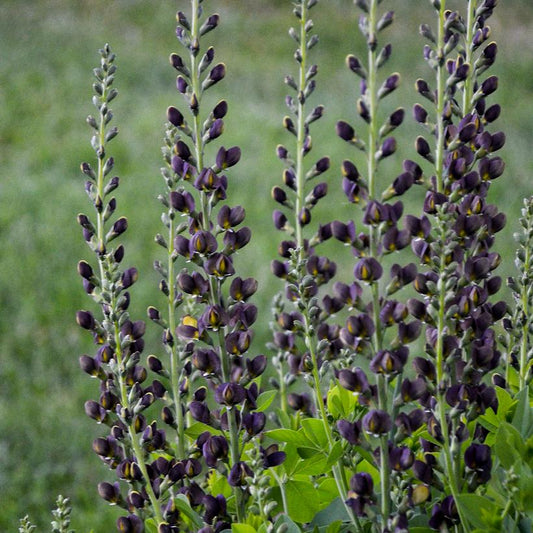 BAPTISIA DECADENCE `DARK CHOCOLATE`