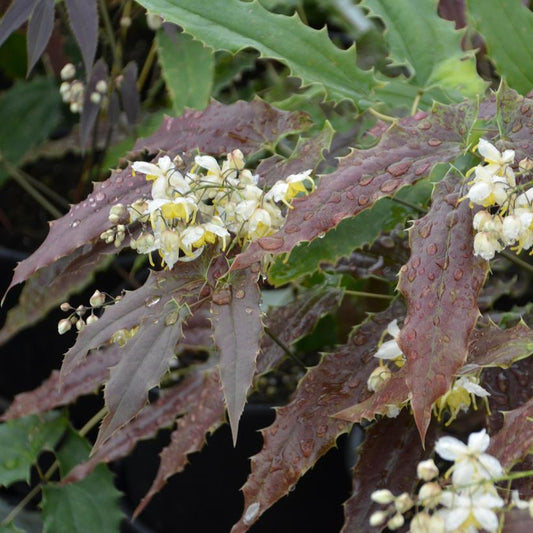 EPIMEDIUM WUSHANENSE `SANDY CLAWS`