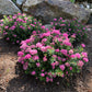 SPIRAEA POPROCKS `PETITE`