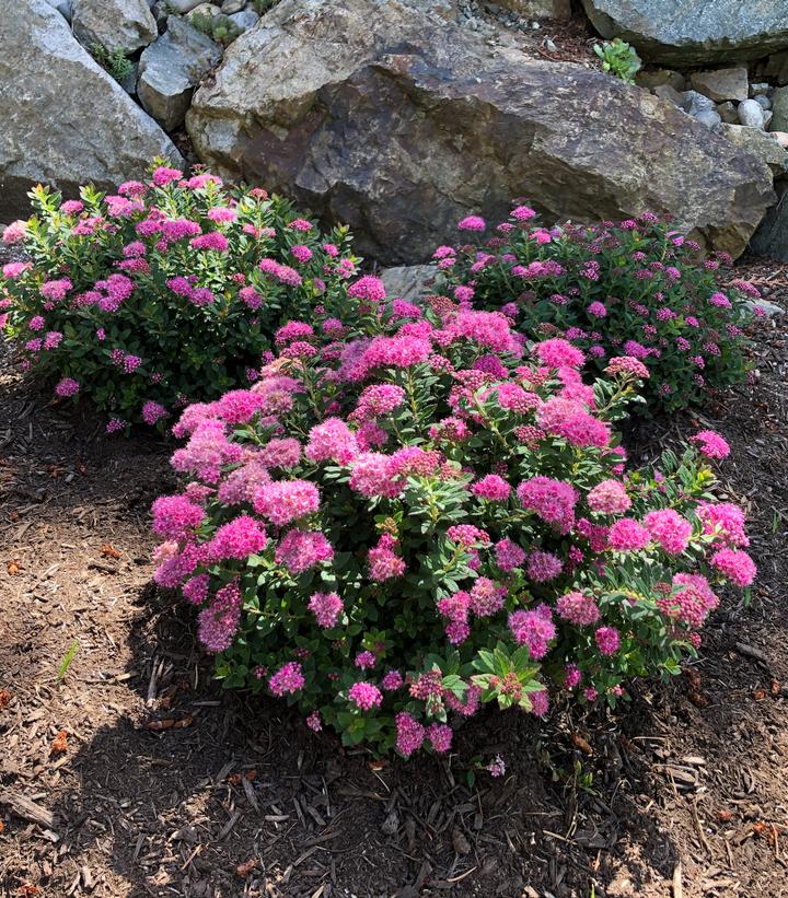 SPIRAEA POPROCKS `PETITE`