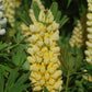 LUPINUS `CHANDELIER`