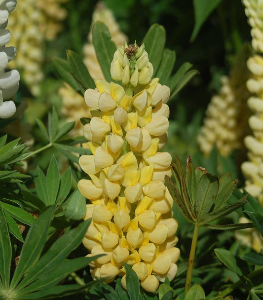 LUPINUS `CHANDELIER`