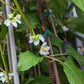 ACTINIDIA KOL. `SEPTEMBER SUN` (FEMALE)