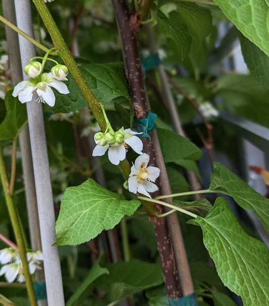 ACTINIDIA KOL. `SEPTEMBER SUN` (FEMALE)