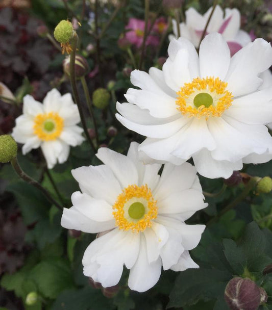ANEMONE FANTASY `SNOW ANGEL`