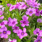 PHLOX SUBULATA `EYE SHADOW`