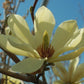 MAGNOLIA X `BUTTERFLIES`