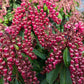 PIERIS JAPONICA `VALLEY VALENTINE`