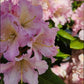 RHODODENDRON `HOOPLA`