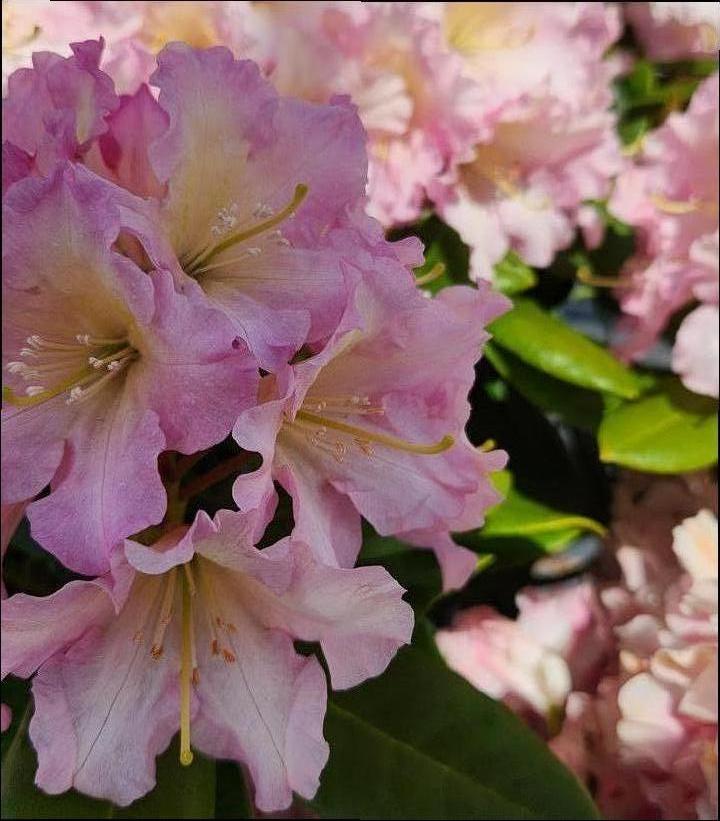 RHODODENDRON `HOOPLA`