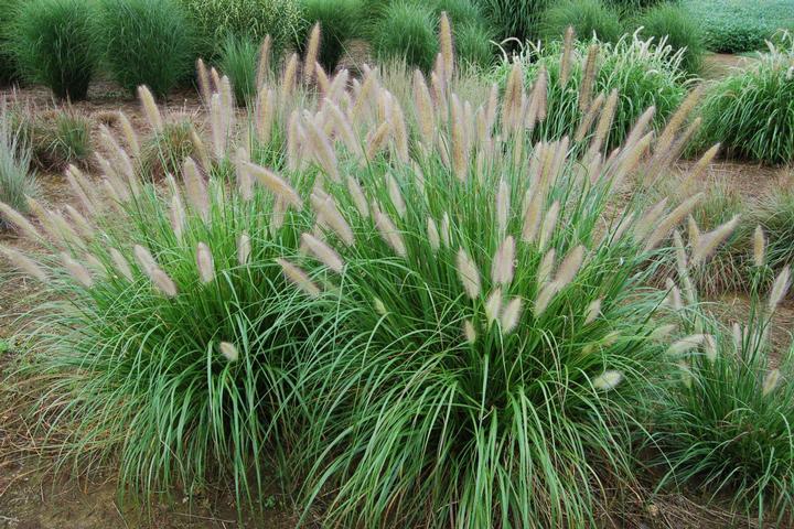 PENNISETUM A. `ETOUFFEE` (STERILE)