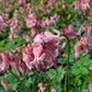 DICENTRA `PINK DIAMONDS`