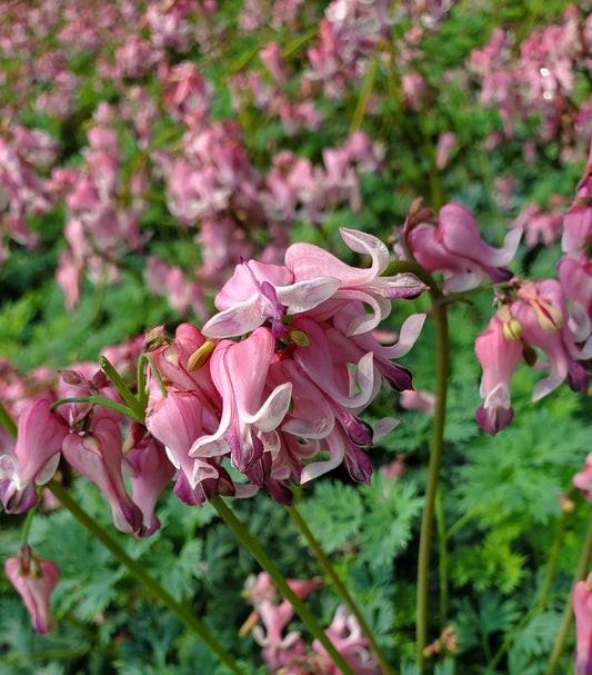 DICENTRA `PINK DIAMONDS`