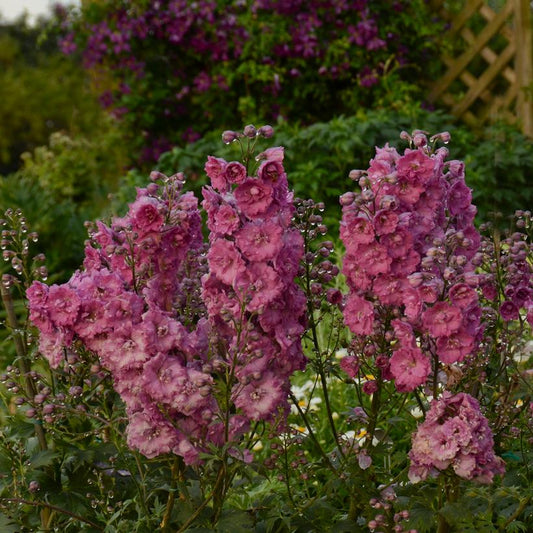 DELPHINIUM NEW ZEALAND `PINK PUNCH`