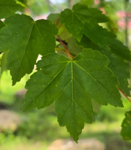 ACER rubrum October Glory-Red maple