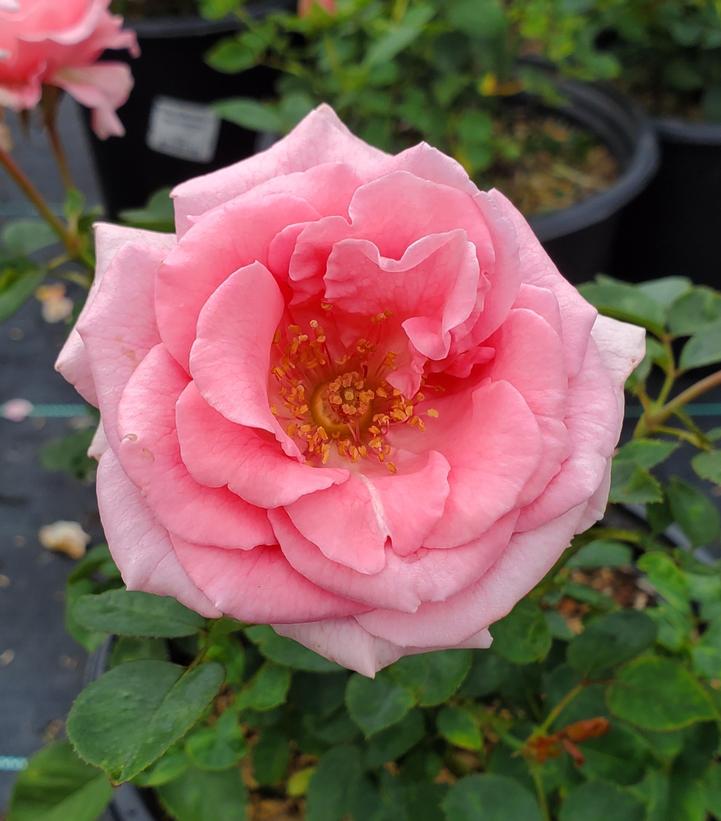 ROSA BRINDABELLA `PINK PRINCESS`