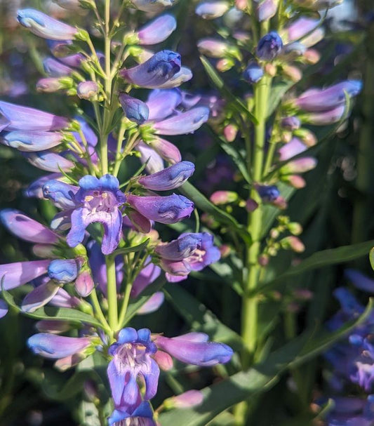 PENSTEMON PRISTINE `BLUE`