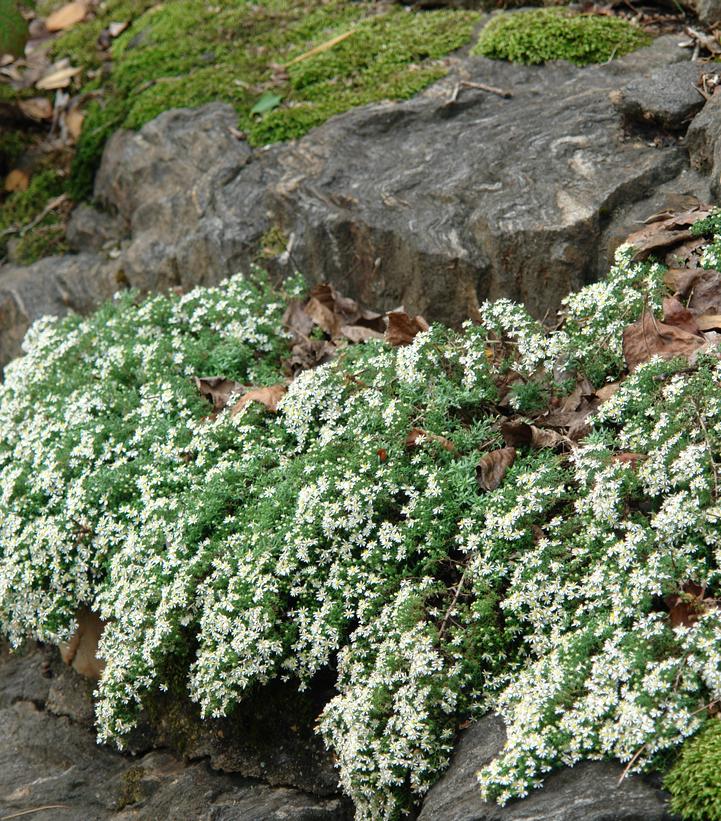 ASTER ERICOIDES `SNOW FLURRY`