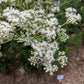 EUPATORIUM PURPUREUM