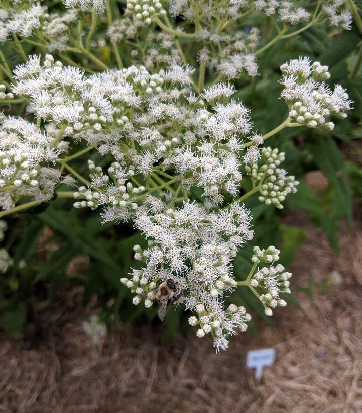 Eupatorium Perfoliatum ECO Seed 3.42L
