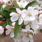 MALUS x Donald Wyman-Flowering crabapple