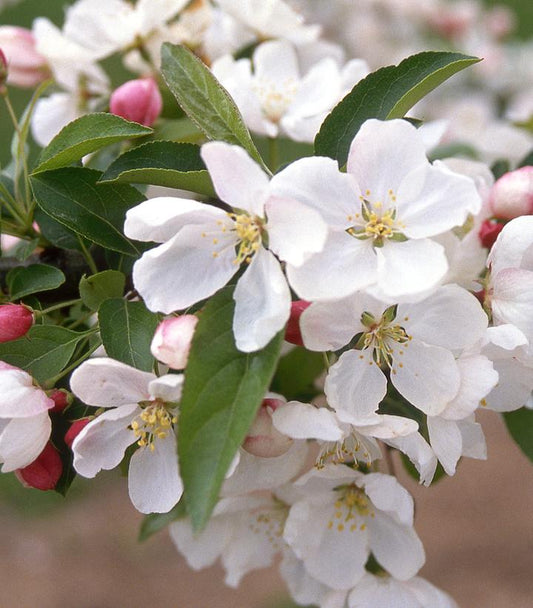 MALUS x Donald Wyman-Flowering crabapple