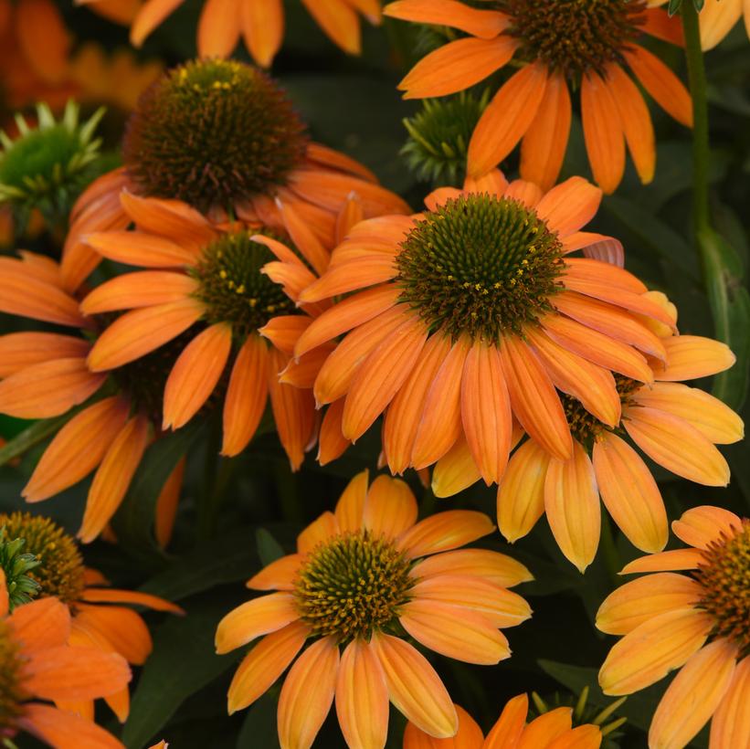 ECHINACEA ARTISAN `SOFT ORANGE`