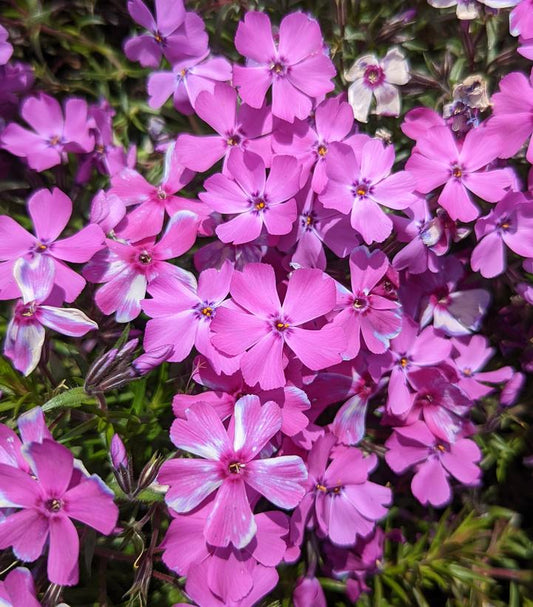 PHLOX SUB. SPRING `PURPLE`