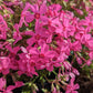 PHLOX SUB. SPRING `HOT PINK`