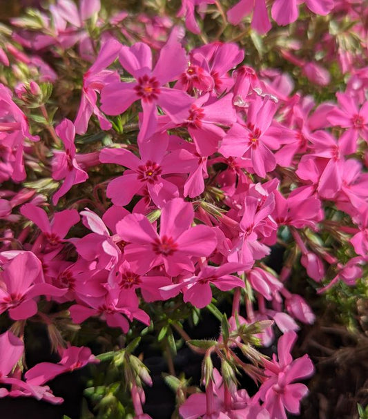 PHLOX SUB. SPRING `HOT PINK`