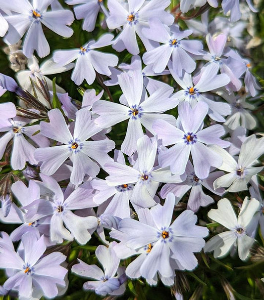 PHLOX SUB. SPRING `BLUE`
