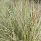 SCHIZACHYRIUM SCOPARIUM `CHAMELEON`